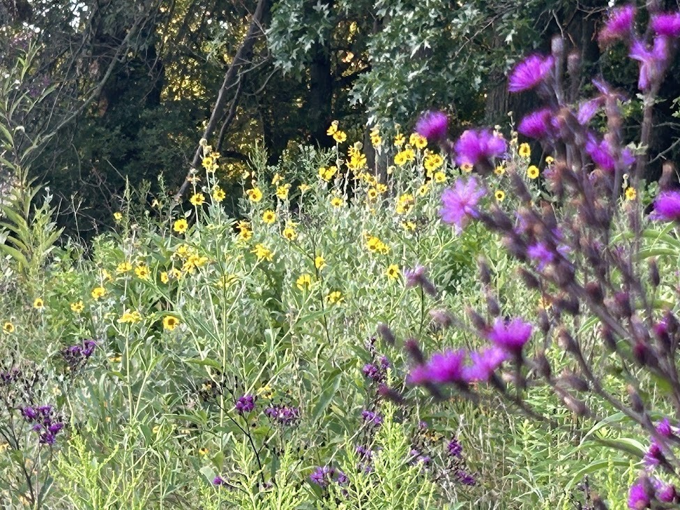 August flowers