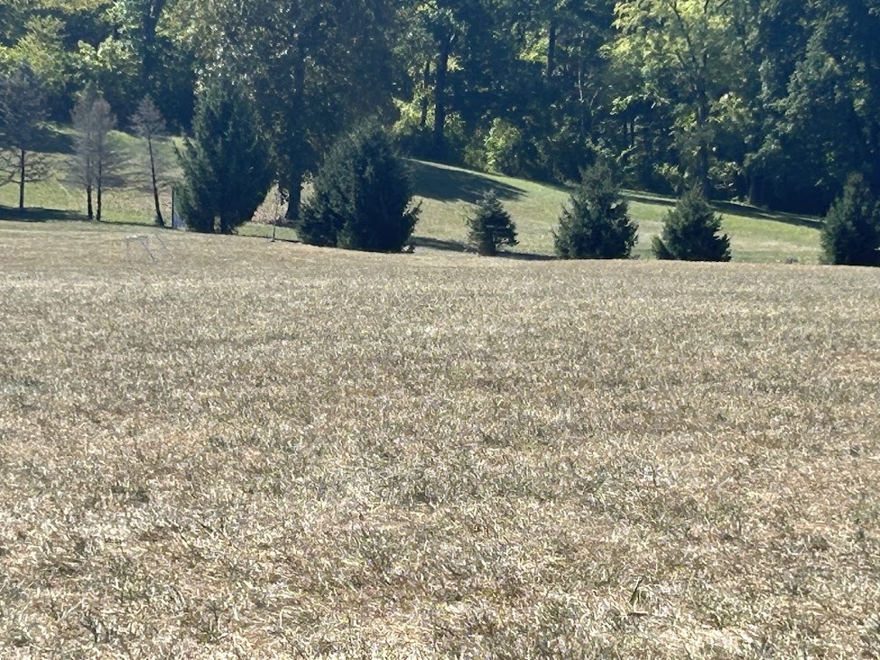 dry field and trees