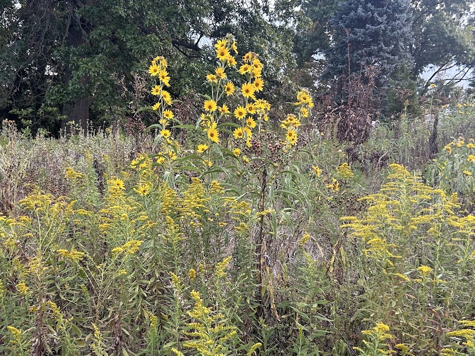 fall flowers