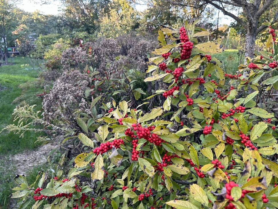 deciduous holly