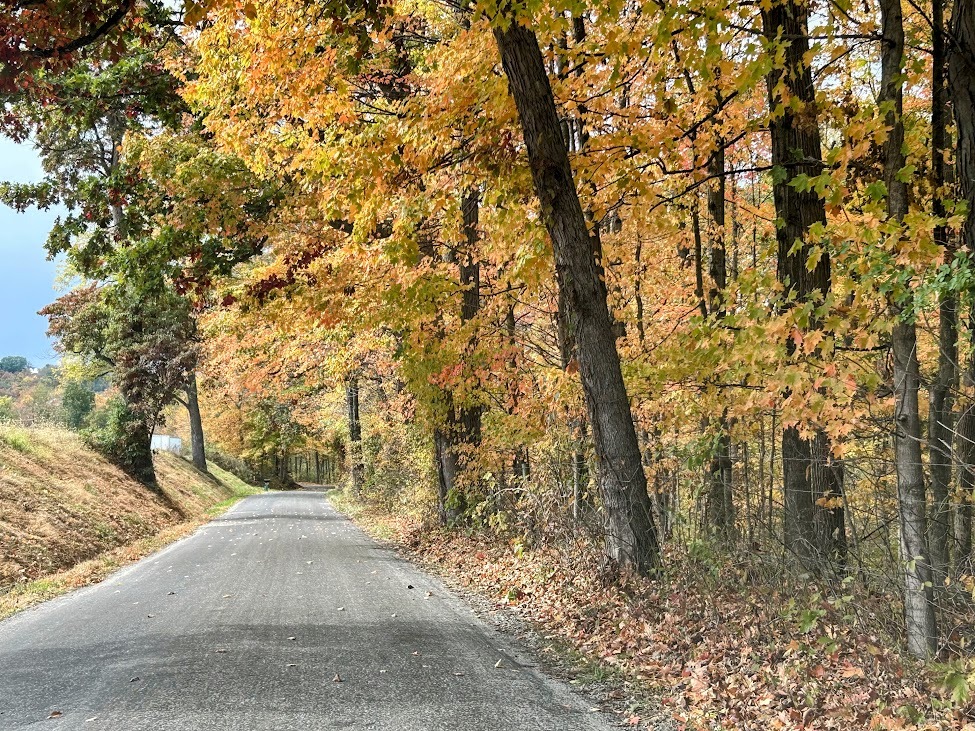 fall foliage along holmes county lane