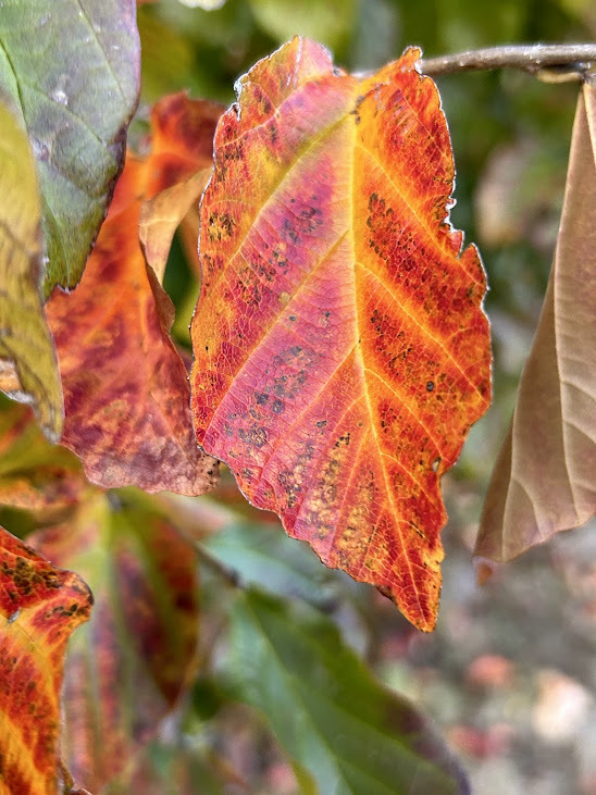 parrotia